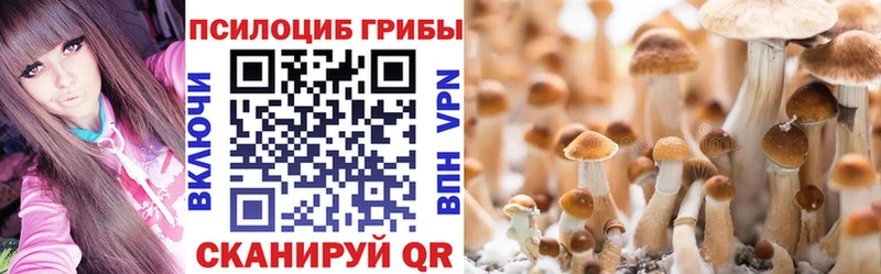 Галлюциногенные грибы Psilocybe  закладки  Ленинск-Кузнецкий 